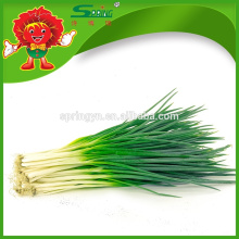 2015 Hotsale fresh chives